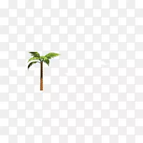 槟榔科草本植物茎叶儿探索