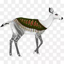 Okapi鹿动物群野生动物-鹿