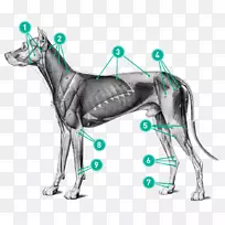 犬解剖艺术