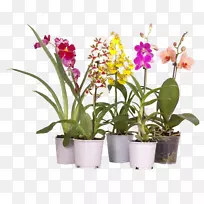 飞蛾兰花室内植物金牛石斛兰花-植物