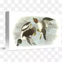 鸭电脑鼠标垫普通金眼英国-鸟水彩画