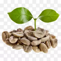 绿咖啡提取物咖啡豆浓缩咖啡干烘焙-咖啡