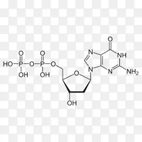 三磷酸腺苷鸟苷一磷酸分子化学能