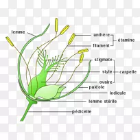 花被花授粉解剖子房-水稻粒