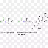 酰胺肽键氨基酸官能团转移RNA-磷酸腺苷