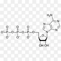 三磷酸腺苷化学式腺苷二磷酸腺苷单磷酸腺苷ATP合成酶-DNA胞嘧啶5甲基转移酶3a