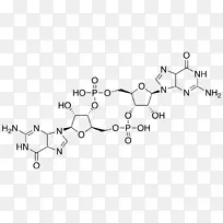 环二磷酸鸟苷环化酶拉米夫定鸟苷
