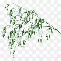 植物茎草本植物画曼扎拉-WJZY