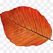 秋叶彩色摄影-树叶