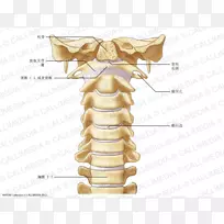 颈椎脊柱寰椎解剖韧带颈椎寰椎