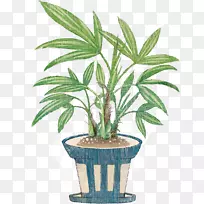 槟榔科室内植物花盆灌木-植物