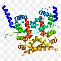 钙调神经磷酸酶b同源蛋白1基因