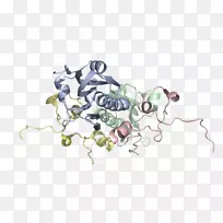生物字体-幽门下游序列