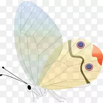 蝴蝶昆虫剪贴画.蝴蝶
