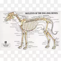 狗解剖人体骨骼关节-狗