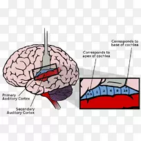 听觉皮层、听觉系统、大脑皮层、感觉皮层、脑-脑