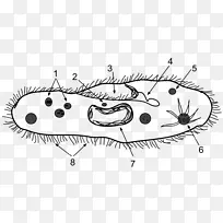 无脊椎动物生物学图草履虫原生动物-草履虫