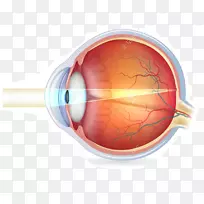 人眼生物学解剖眼睛护理专业