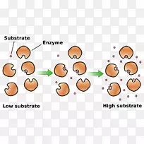 酶动力学催化酶底物化学动力学反应抑制剂