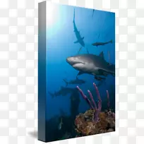 鲨鱼生态系统海洋生物水礁鲨