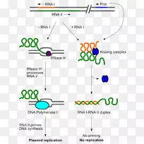 大肠杆菌1 dna复制质粒来源复制分子生物学