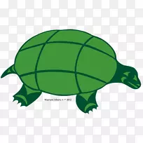 海龟灰狼绿海龟