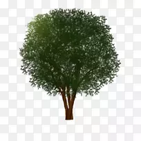 [医]树枝，灌木，绿本植物，树干