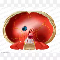 胸膈下腔静脉解剖食管