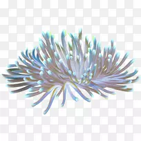 海葵珊瑚剪贴画-水下