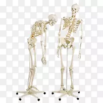 人体骨骼解剖学脊柱-人骨