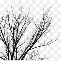 树枝，黑白树