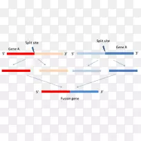 线点角-癌细胞表达图