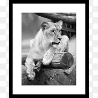 狮子猫虎猫科野生动物-非洲指纹