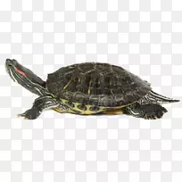 海龟爬行动物常见的捕捉龟-Tortuga