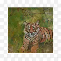 虎猫须画陆生动物-老虎