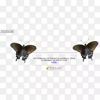 蝴蝶昆虫翅膀字体-蝴蝶