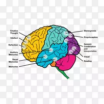 人脑人类行为有机体神经学剪贴画-脑