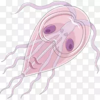 昆虫细粒棘球蚴滋养体牵引旋毛虫-昆虫
