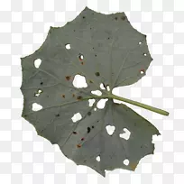 叶绿树洞