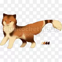 胡须猫犬繁殖红狐猫