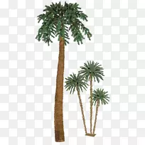亚洲棕榈