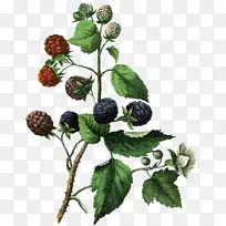 白黑莓拉果-黑莓