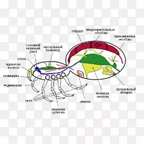 蜘蛛动物节肢动物小腿蝎子循环系统