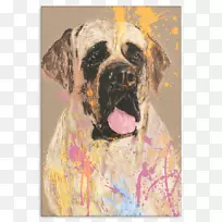 犬种画鼻部杂交犬
