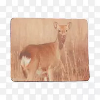 鹿牛野生动物鼻尾鹿