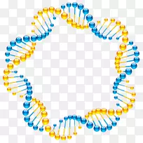 DNA螺旋核酸分子结构的分子模型：脱氧核糖核酸的一种结构&露丝·格雷厄姆