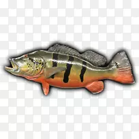 鲈鱼产品09777鲑鱼动物群-鱼鲈鱼