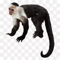 卷尾猴，灵长类大猩猩，白头卷尾猴，黑猩猩-大猩猩