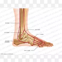 大拇指足背脚动脉胫前动脉-神经系统