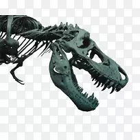 暴龙恐龙区电影-恐龙骨架